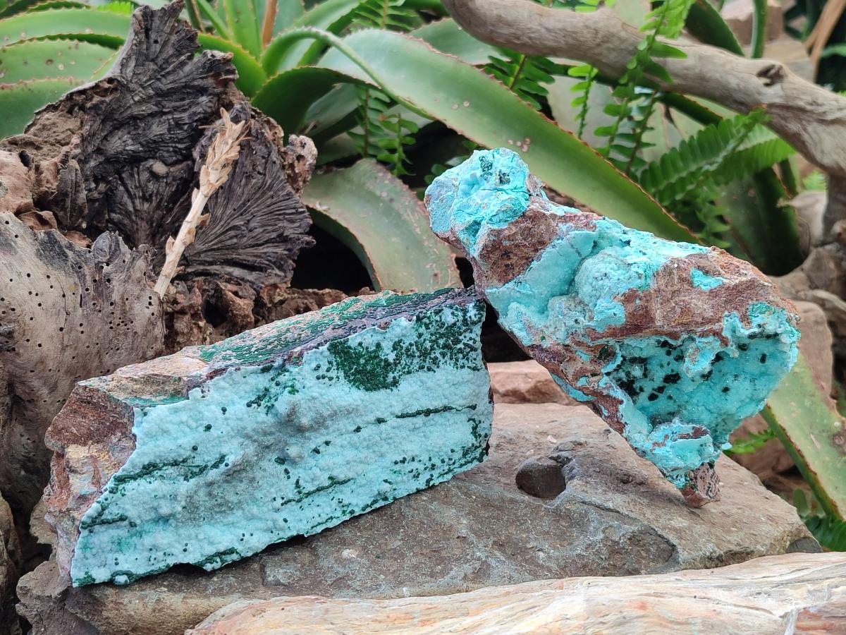 Natural Drusy Chrysocolla Specimens with Acicular Malachite on Dolomite x 2 From Lupoto Mine, Congo