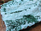 Natural Drusy Chrysocolla Specimens with Acicular Malachite on Dolomite x 2 From Lupoto Mine, Congo