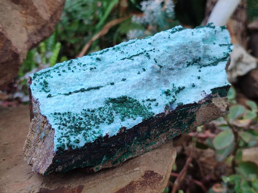 Natural Drusy Chrysocolla Specimens with Acicular Malachite on Dolomite x 2 From Lupoto Mine, Congo