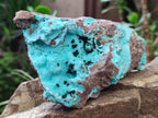 Natural Drusy Chrysocolla Specimens with Acicular Malachite on Dolomite x 2 From Lupoto Mine, Congo