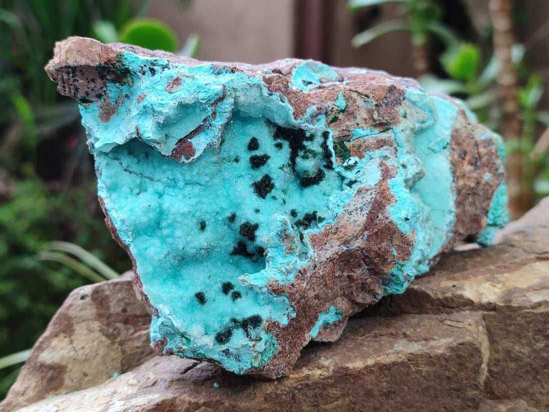 Natural Drusy Chrysocolla Specimens with Acicular Malachite on Dolomite x 2 From Lupoto Mine, Congo