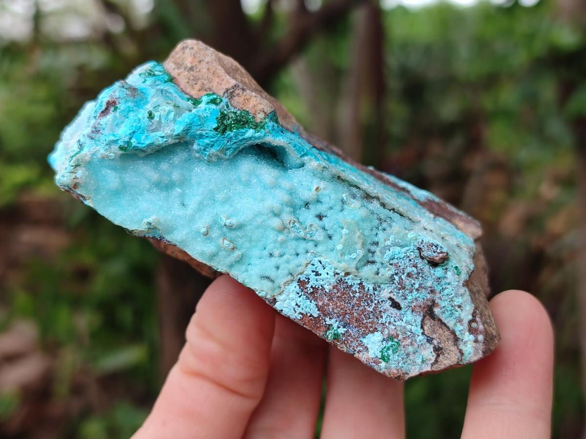 Natural Bladed and Botryoidal Drusy Chrysocolla Pseudomorph Specimens x 6 From Lupoto Mine, Congo