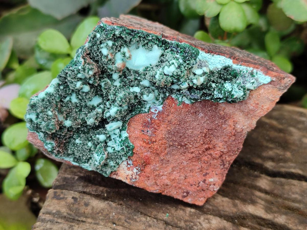 Natural Bladed and Botryoidal Drusy Chrysocolla Pseudomorph Specimens x 6 From Lupoto Mine, Congo