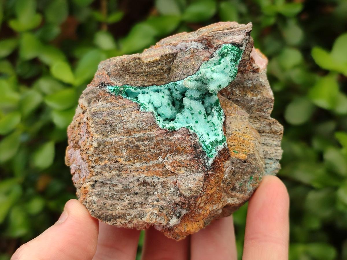 Natural Bladed and Botryoidal Drusy Chrysocolla Pseudomorph Specimens x 6 From Lupoto Mine, Congo