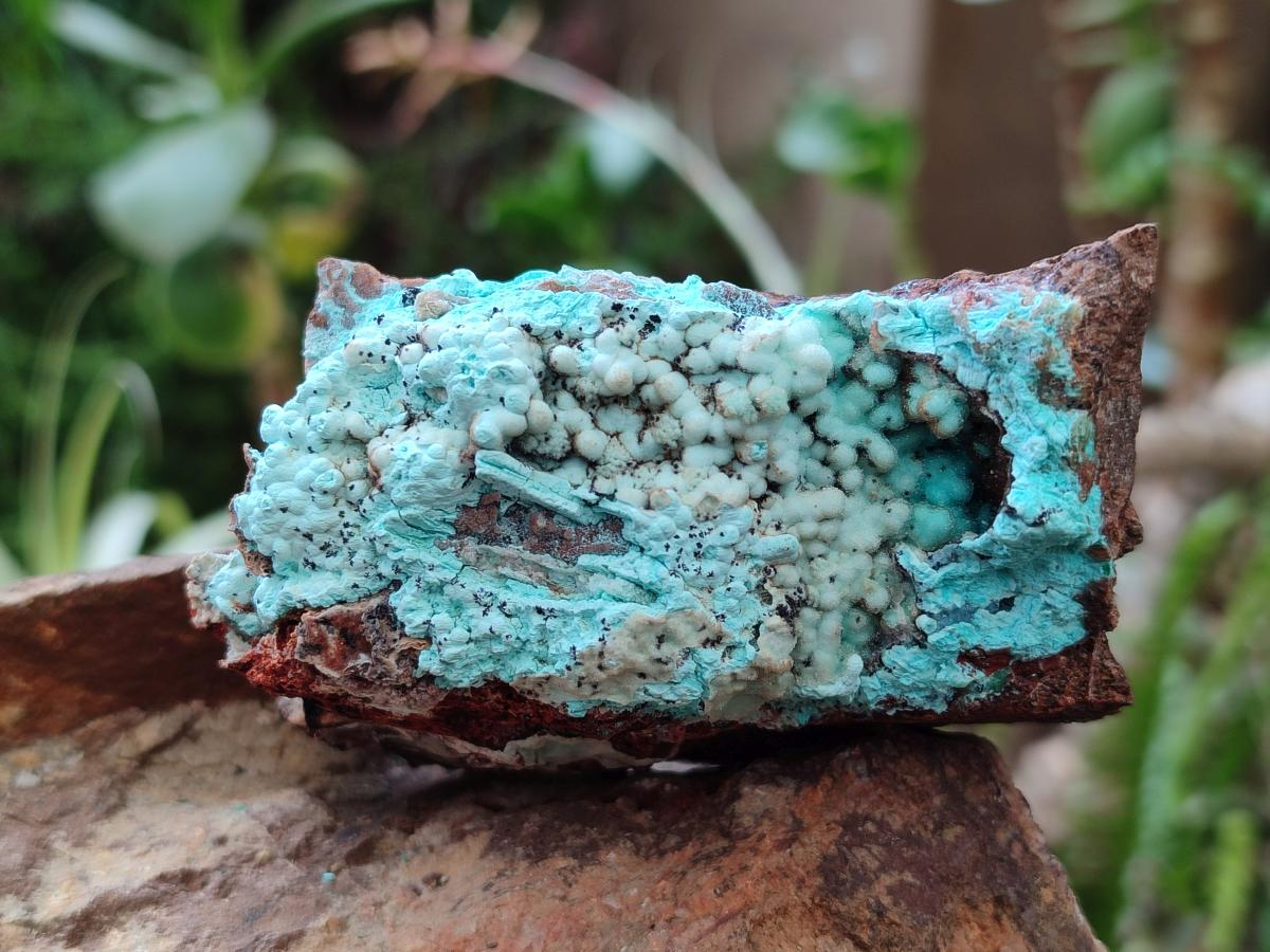 Natural Bladed and Botryoidal Drusy Chrysocolla Pseudomorph Specimens x 6 From Lupoto Mine, Congo