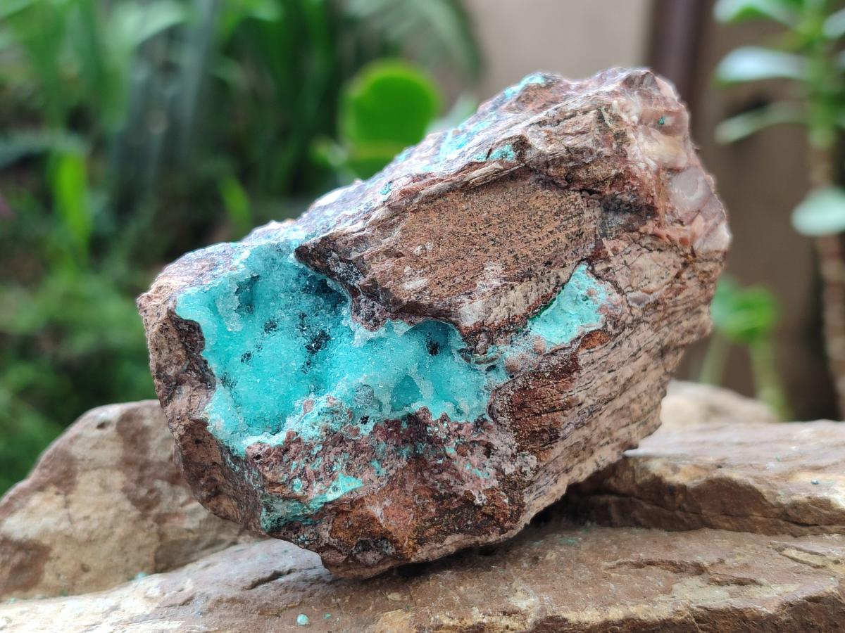 Natural Bladed and Botryoidal Drusy Chrysocolla Pseudomorph Specimens x 6 From Lupoto Mine, Congo