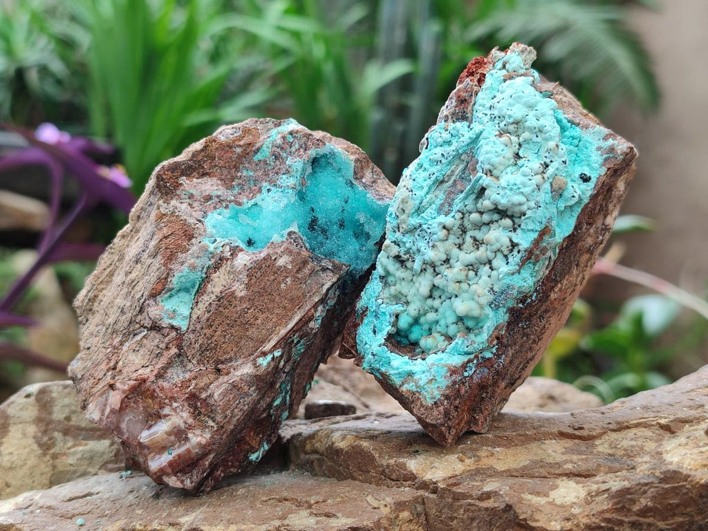 Natural Bladed and Botryoidal Drusy Chrysocolla Pseudomorph Specimens x 6 From Lupoto Mine, Congo