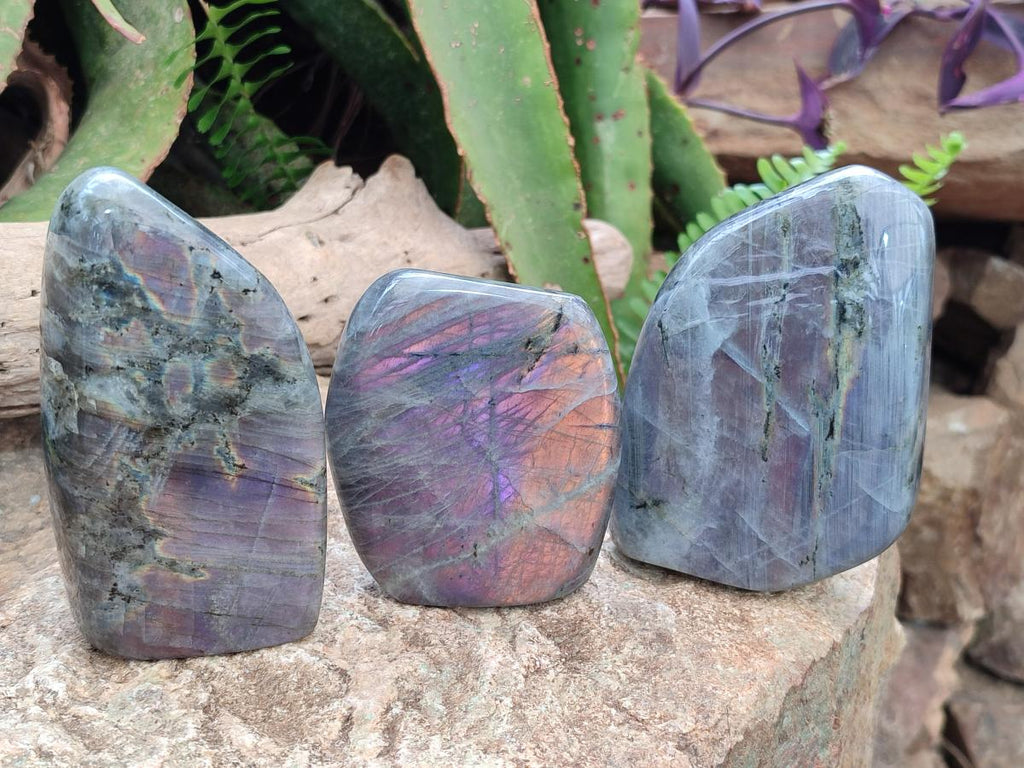 Polished Rare Purple Sunset Flash Labradorite Standing Display Piece x 3 From Madagascar