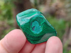 Polished Flower Banded Malachite Free Forms x 35 From Congo