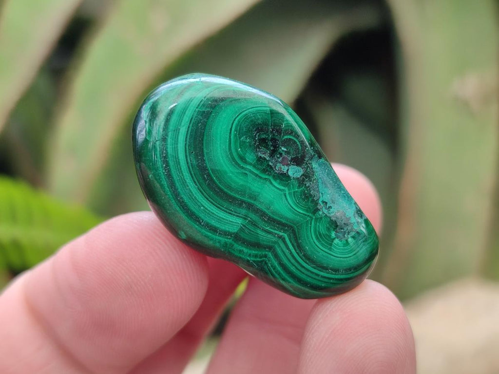 Polished Flower Banded Malachite Free Forms x 35 From Congo