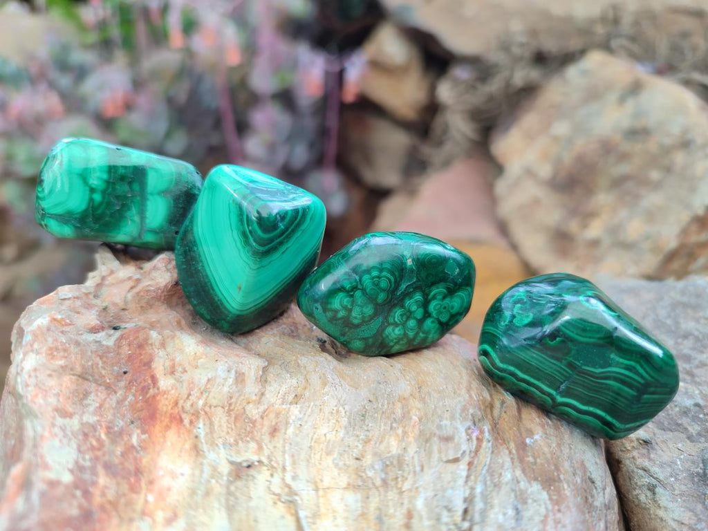 Polished Flower Banded Malachite Free Forms x 35 From Congo