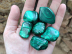 Polished Flower Banded Malachite Free Forms x 35 From Congo