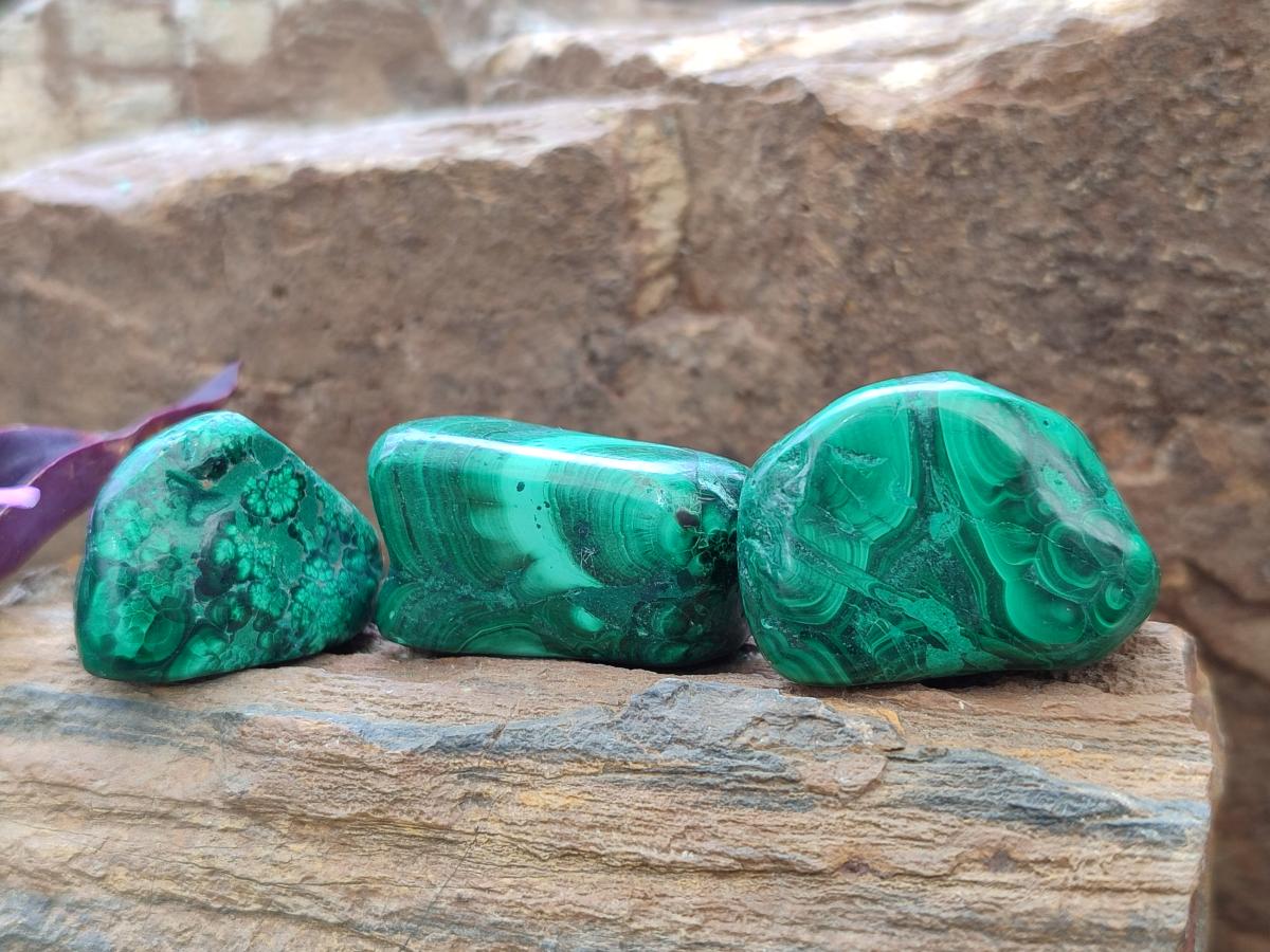 Polished Flower Banded Malachite Free Forms x 35 From Congo