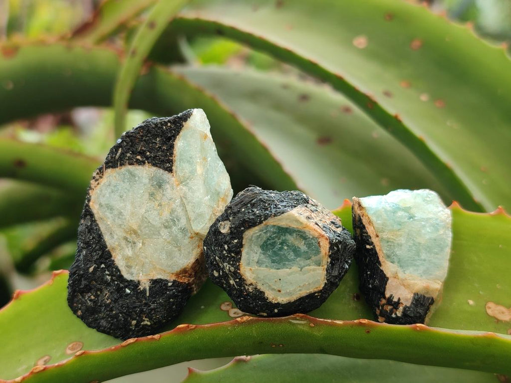 Natural Rare Aquamarine in Black Tourmaline Specimens x 76 From Karibib, Namibia