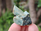 Natural Rare Aquamarine in Black Tourmaline Specimens x 76 From Karibib, Namibia