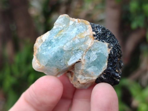 Natural Rare Aquamarine in Black Tourmaline Specimens x 76 From Karibib, Namibia