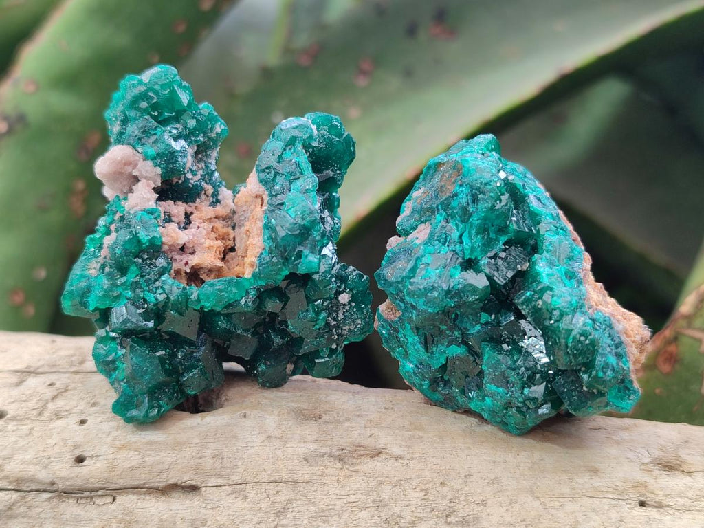 Natural Dioptase Specimens on Dolomite x 12 From Tantara Mine, Congo