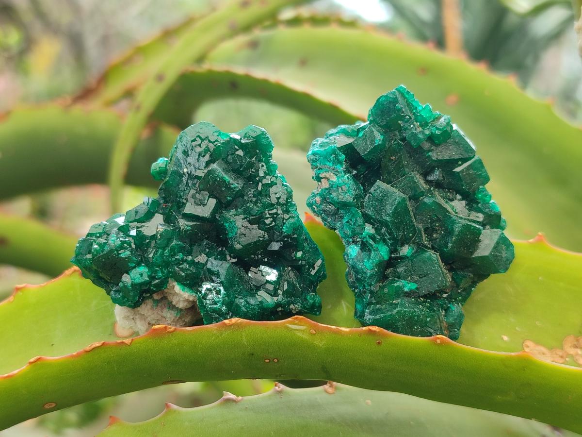 Natural Dioptase Specimens on Dolomite x 12 From Tantara Mine, Congo