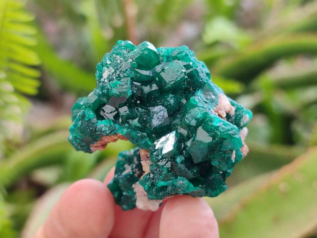 Natural Dioptase Specimens on Dolomite x 12 From Tantara Mine, Congo