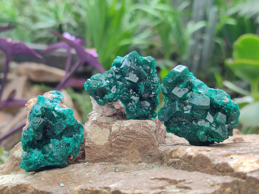 Natural Dioptase Specimens on Dolomite x 12 From Tantara Mine, Congo