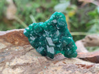Natural Dioptase Specimens on Dolomite x 12 From Tantara Mine, Congo