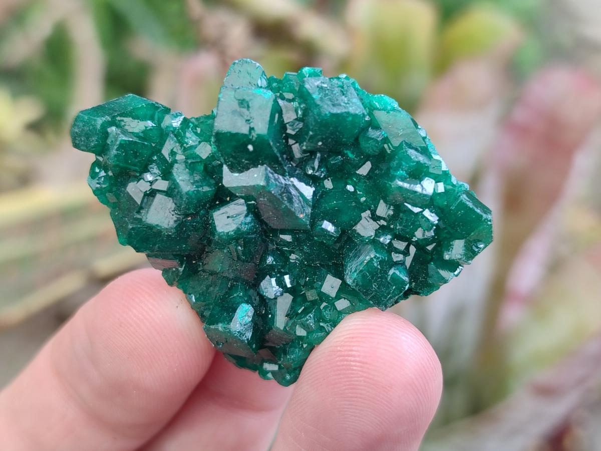 Natural Dioptase Specimens on Dolomite x 12 From Tantara Mine, Congo