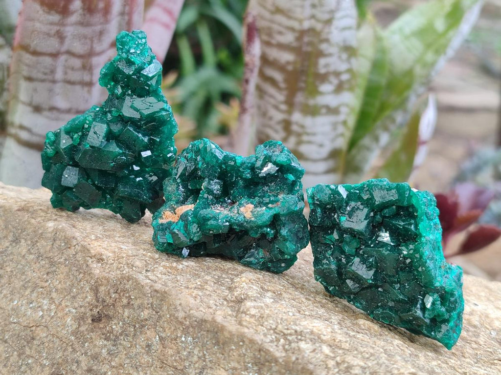 Natural Dioptase Specimens on Dolomite x 12 From Tantara Mine, Congo