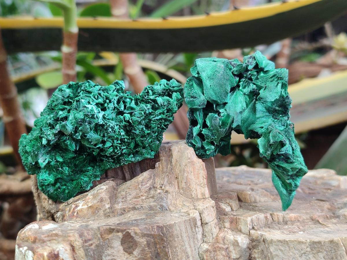 Natural Silky Malachite Specimens x 24 From Kasompe, Congo - Toprock Gemstones and Minerals 