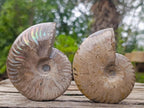 Polished Opalized Iridescent Cleoniceras Ammonite Fossils x 2 From Mahajanga, Madagascar - Toprock Gemstones and Minerals 