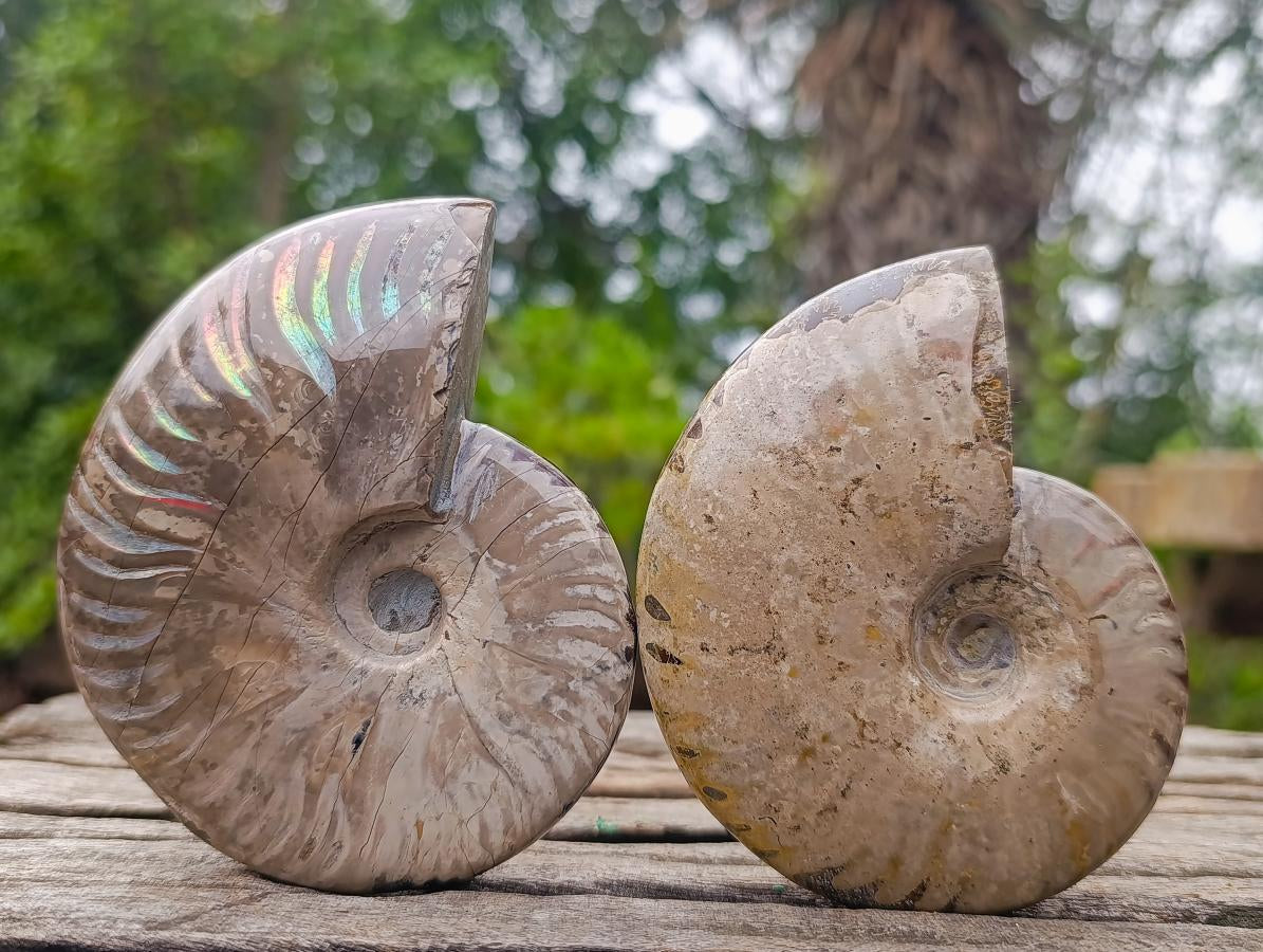 Polished Opalized Iridescent Cleoniceras Ammonite Fossils x 2 From Mahajanga, Madagascar - Toprock Gemstones and Minerals 