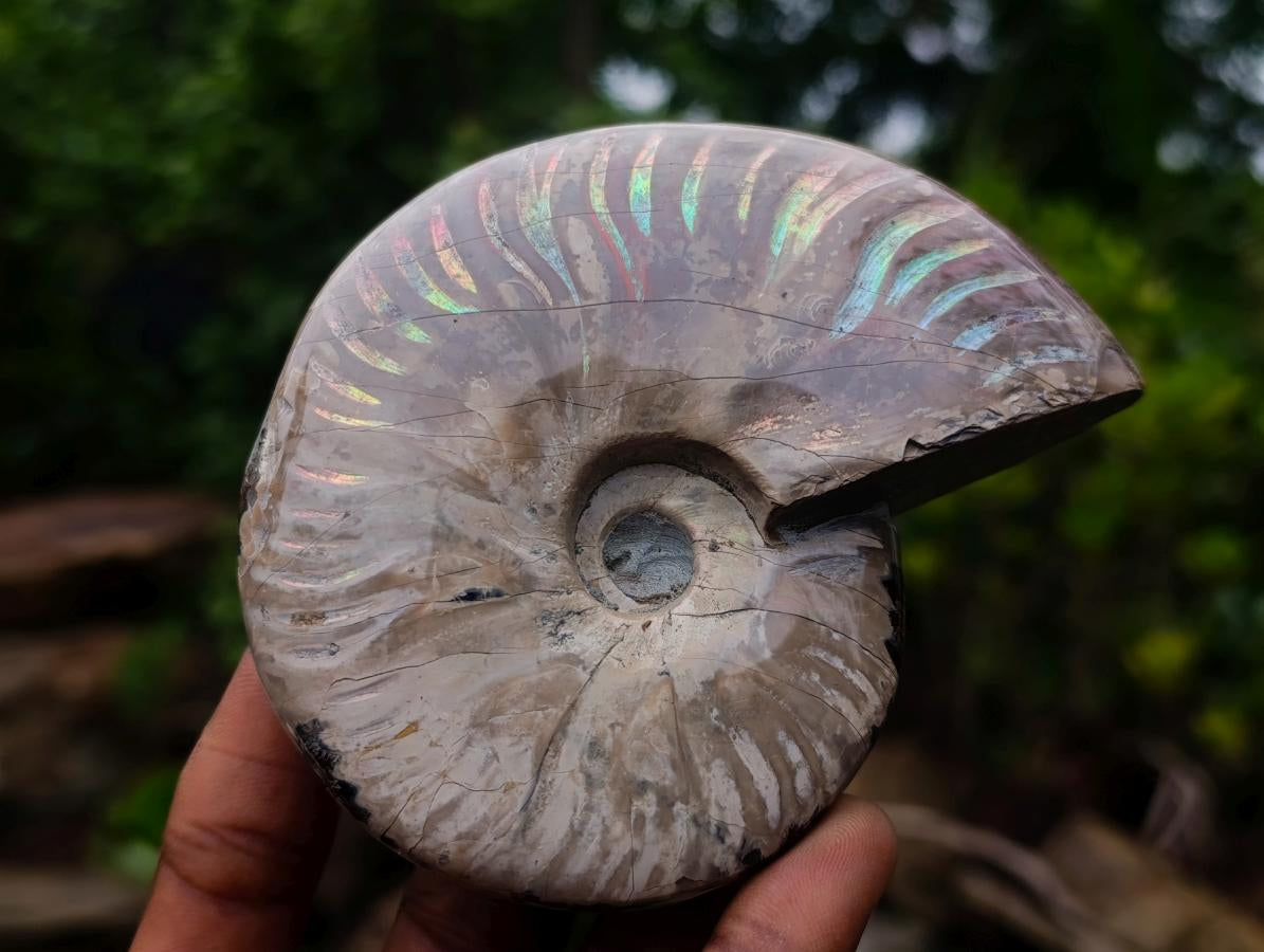 Polished Opalized Iridescent Cleoniceras Ammonite Fossils x 2 From Mahajanga, Madagascar - Toprock Gemstones and Minerals 