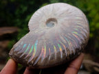 Polished Opalized Iridescent Cleoniceras Ammonite Fossils x 2 From Mahajanga, Madagascar - Toprock Gemstones and Minerals 
