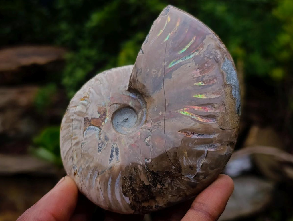 Polished Opalized Iridescent Cleoniceras Ammonite Fossils x 2 From Mahajanga, Madagascar - Toprock Gemstones and Minerals 