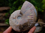 Polished Opalized Iridescent Cleoniceras Ammonite Fossils x 2 From Mahajanga, Madagascar - Toprock Gemstones and Minerals 