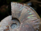 Polished Opalized Iridescent Cleoniceras Ammonite Fossils x 2 From Mahajanga, Madagascar - Toprock Gemstones and Minerals 