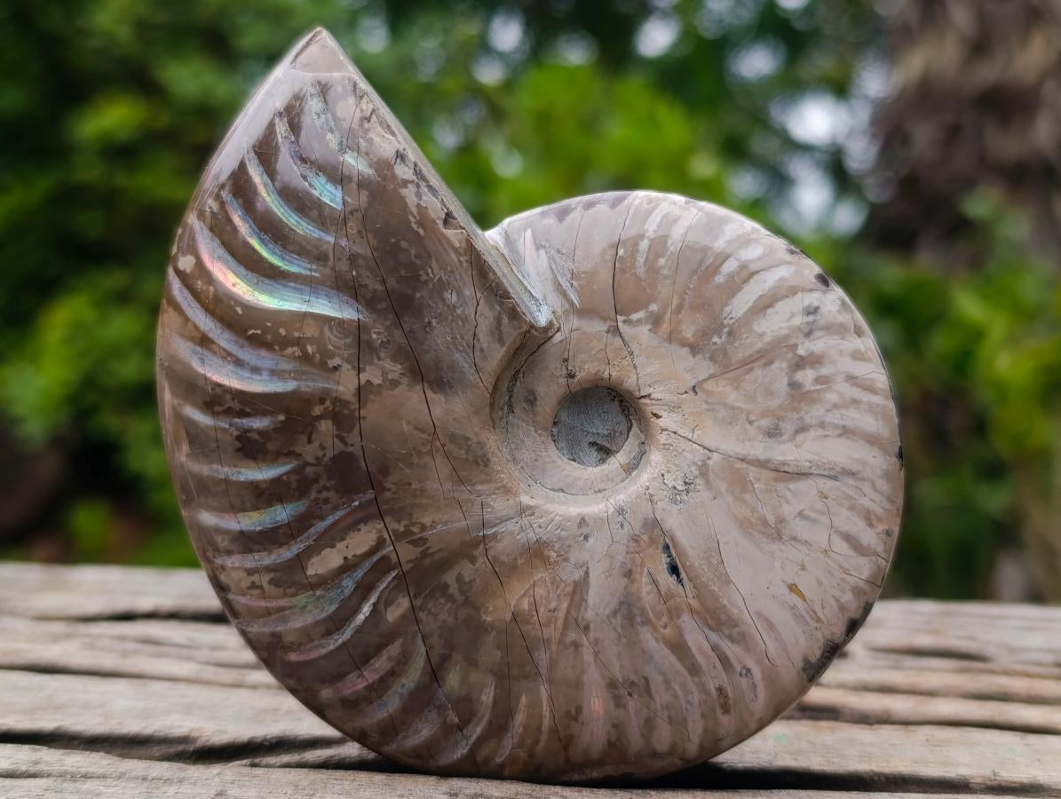 Polished Opalized Iridescent Cleoniceras Ammonite Fossils x 2 From Mahajanga, Madagascar - Toprock Gemstones and Minerals 