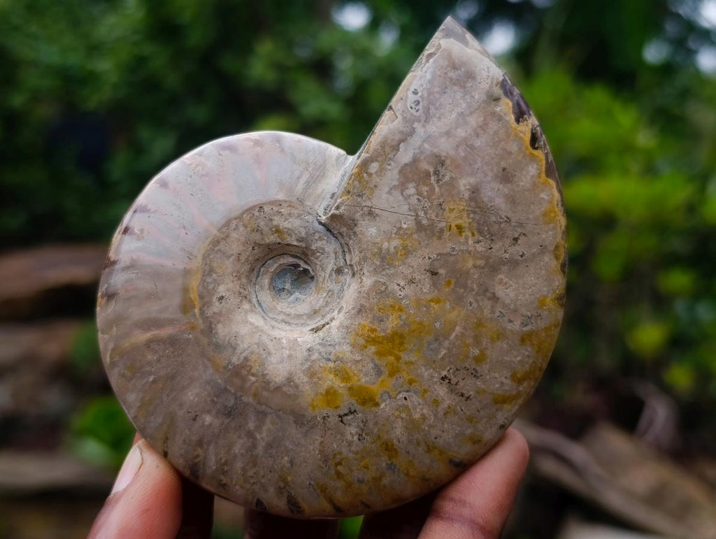 Polished Opalized Iridescent Cleoniceras Ammonite Fossils x 2 From Mahajanga, Madagascar - Toprock Gemstones and Minerals 