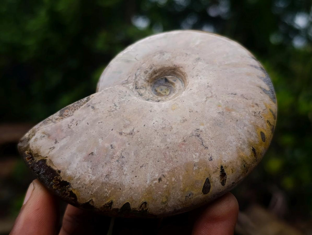 Polished Opalized Iridescent Cleoniceras Ammonite Fossils x 2 From Mahajanga, Madagascar - Toprock Gemstones and Minerals 