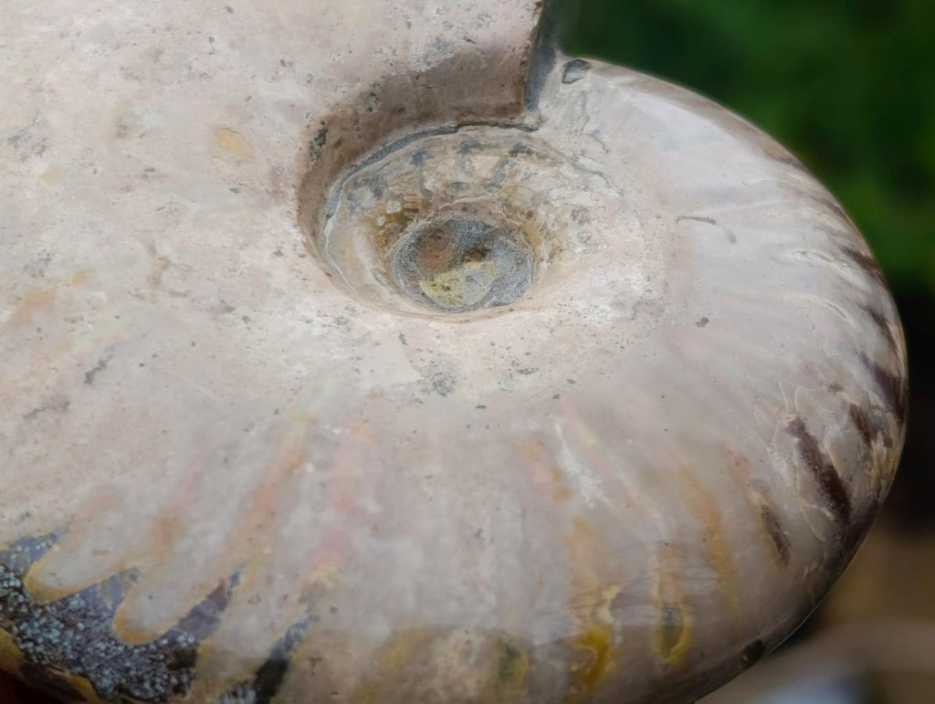 Polished Opalized Iridescent Cleoniceras Ammonite Fossils x 2 From Mahajanga, Madagascar - Toprock Gemstones and Minerals 