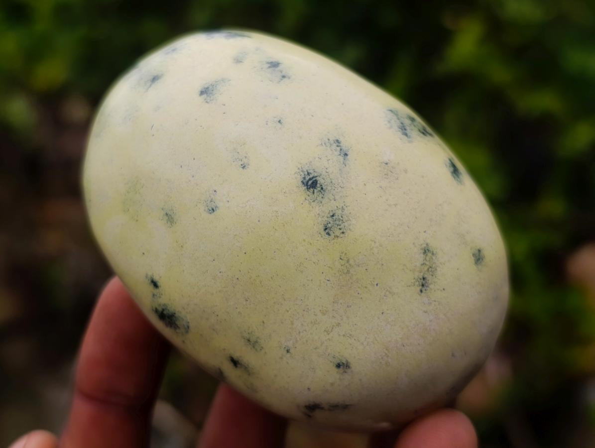 Polished Leopard Stone Free Forms x 12 From Zimbabwe - Toprock Gemstones and Minerals 