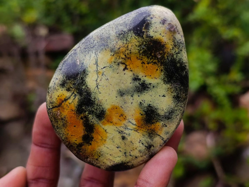 Polished Leopard Stone Free Forms x 12 From Zimbabwe - Toprock Gemstones and Minerals 