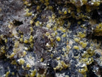 Natural XL Smokey Fluorite Specimen with Yellow Muscovite Mica x 1 From Erongo, Namibia - Toprock Gemstones and Minerals 