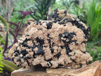 Natural Large Schorl Black Tourmaline Specimen with White Feldspar x 1 From Erongo, Namibia - Toprock Gemstones and Minerals 