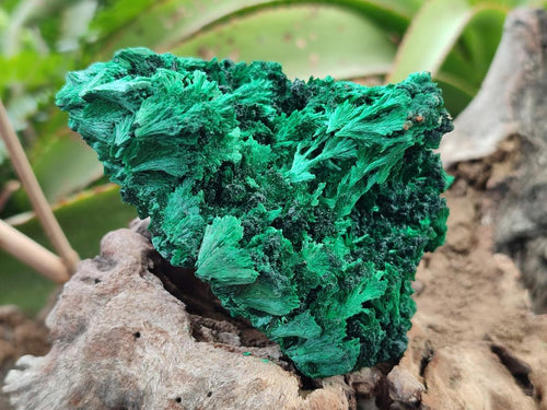 Natural Silky Malachite Specimens x 6 From Kasompe, Congo - Toprock Gemstones and Minerals 