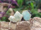 Natural Rare Aquamarine in Black Tourmaline Crystal Specimens x 0,97 Kg Lot From Karibib, Namibia - Toprock Gemstones and Minerals 