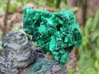 Natural Silky Malachite Specimens x 6 From Kasompe, Congo - Toprock Gemstones and Minerals 