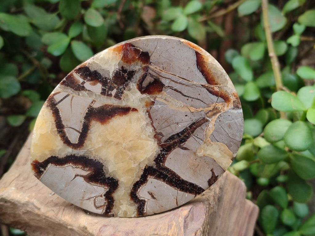 Polished Septerye Slices x 6 From Mahajanga, Madagascar - Toprock Gemstones and Minerals 