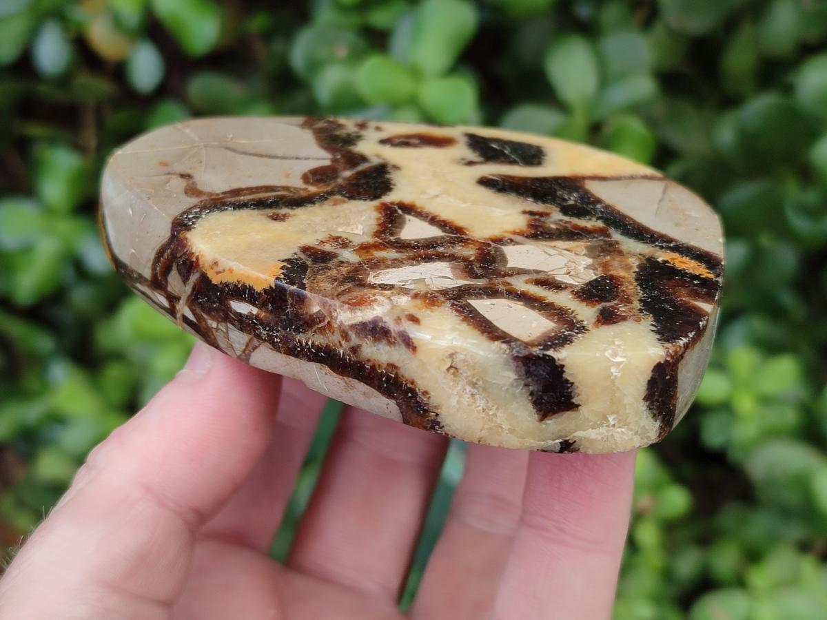 Polished Septerye Slices x 6 From Mahajanga, Madagascar - Toprock Gemstones and Minerals 