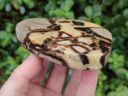 Polished Septerye Slices x 6 From Mahajanga, Madagascar - Toprock Gemstones and Minerals 
