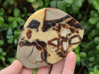 Polished Septerye Slices x 6 From Mahajanga, Madagascar - Toprock Gemstones and Minerals 